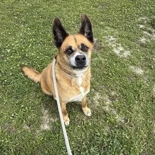 A senior extra large-sized male Akita dog named Bach for adoption in Philadelphia, PA