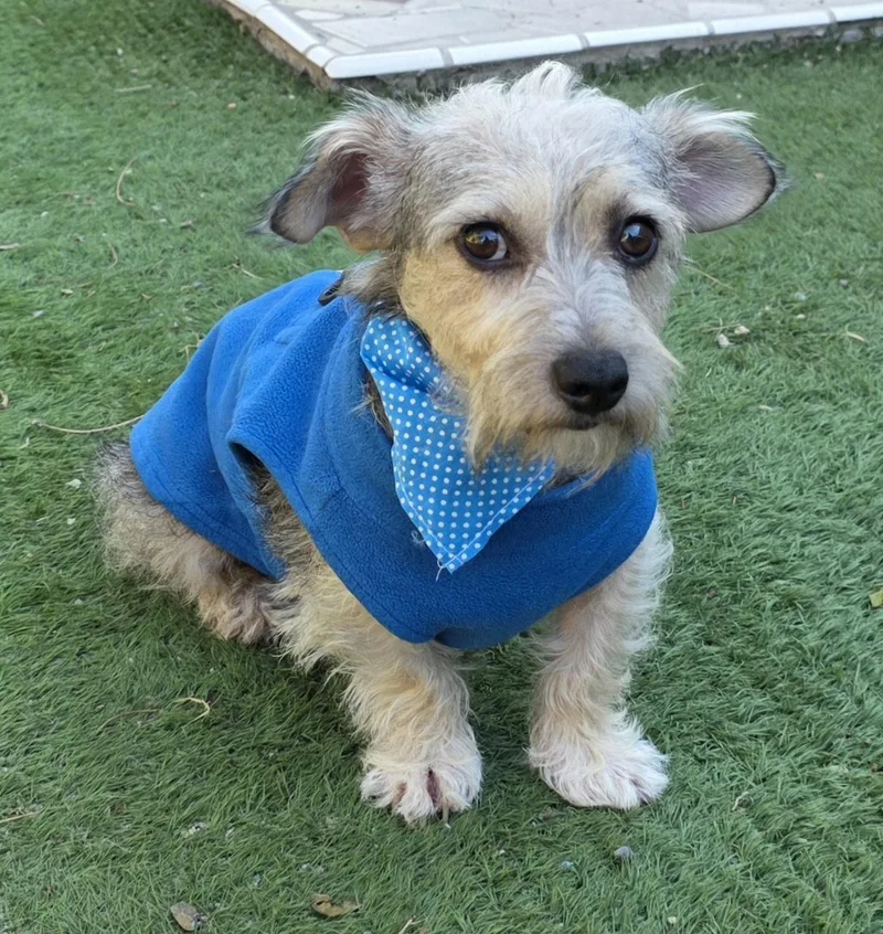 A young small-sized male Gray / Blue / Silver Schnauzer dog named Buffy for adoption in Fallbrook, CA