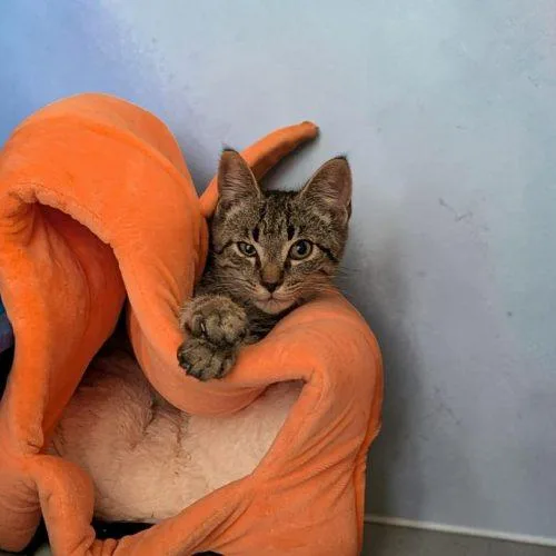 A baby small-sized male Tabby (Brown / Chocolate) Domestic Short Hair cat named Wells for adoption in Sanford, NC