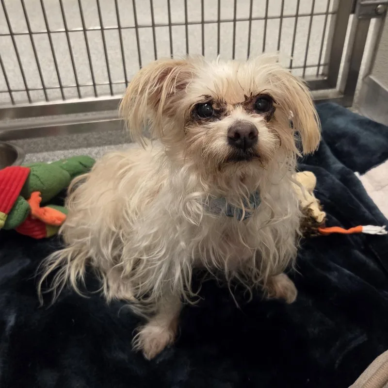 An adult small-sized female Mixed Breed dog named Indigo for adoption in Hinsdale, IL