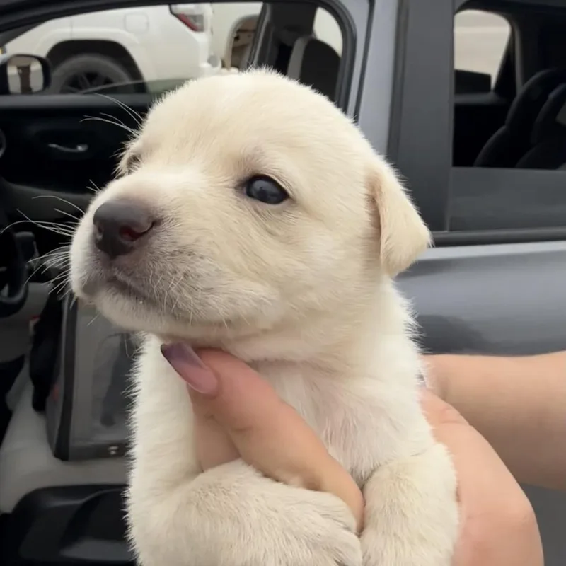 A baby small-sized female White / Cream Mixed Breed dog named Matcha for adoption in Midland, TX