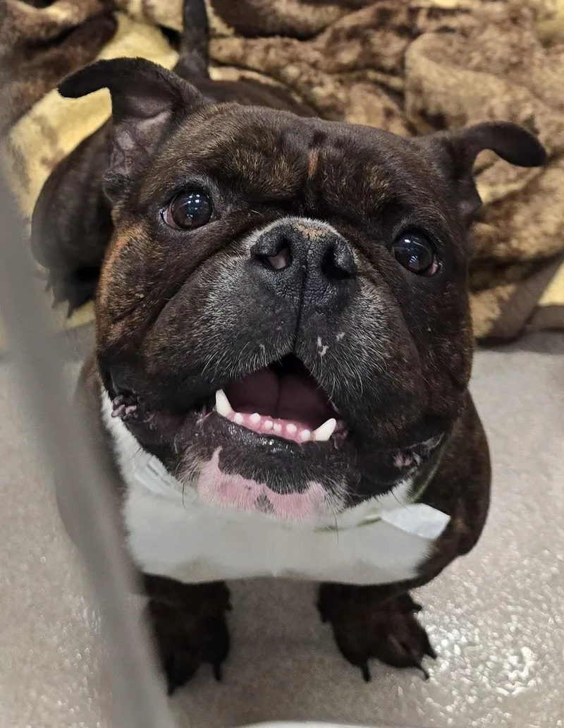 An adult medium-sized male Brindle American Bully dog named Lotto for adoption in Amityville, NY