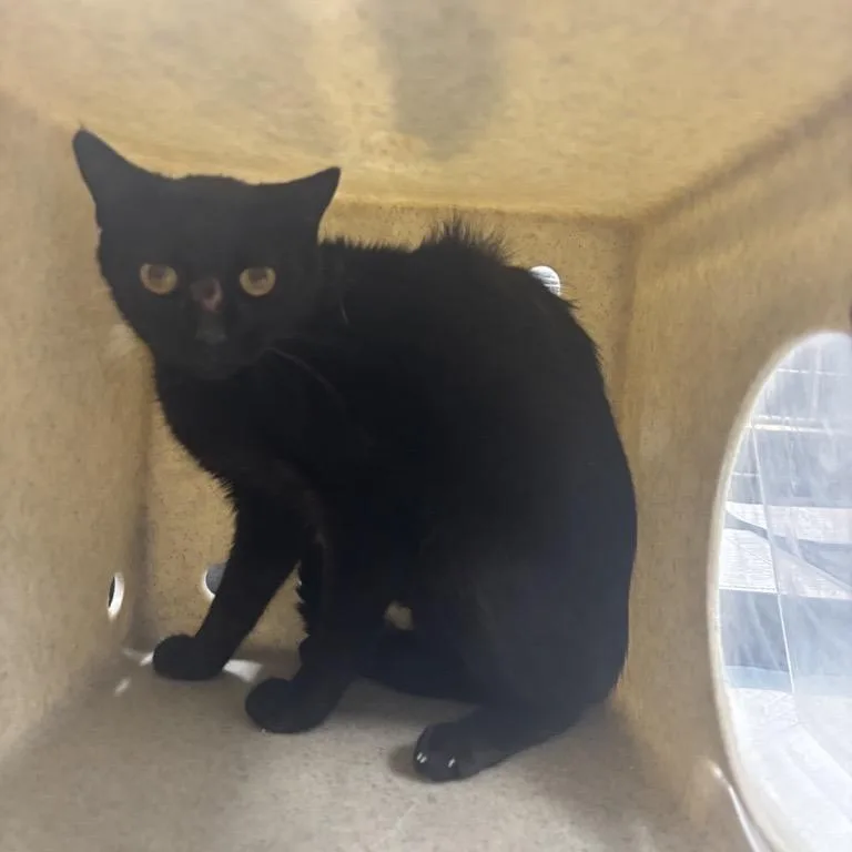 An adult medium-sized female Black Domestic Short Hair cat named Arena for adoption in Kanab, UT
