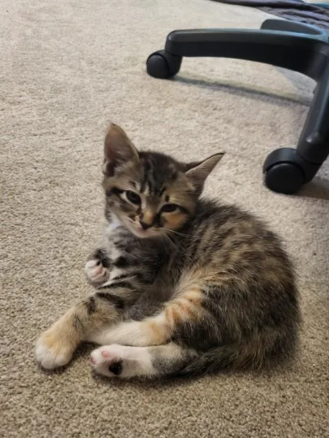 A baby medium-sized female Torbie cat named Suki A for adoption in Plano, TX
