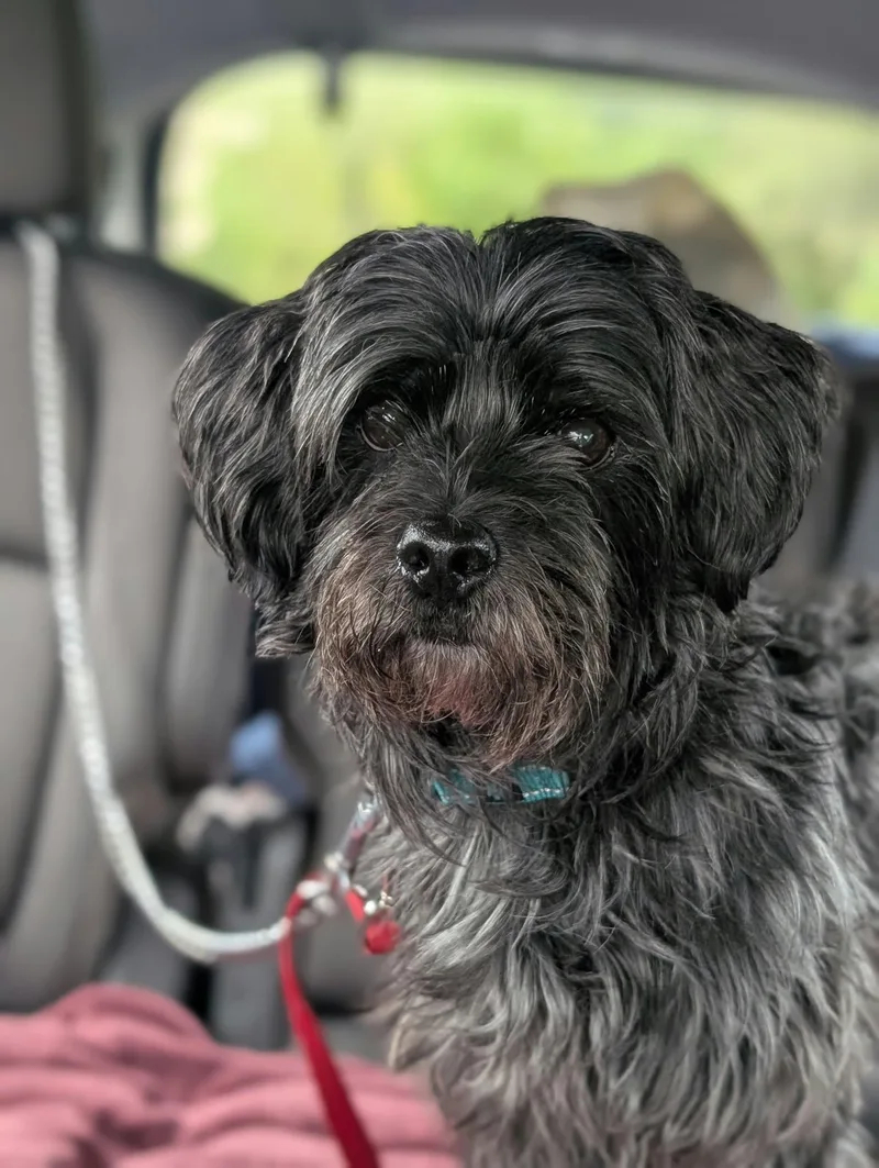 An adult small-sized male Yorkie Poo dog named Sonic for adoption in Maybrook, NY