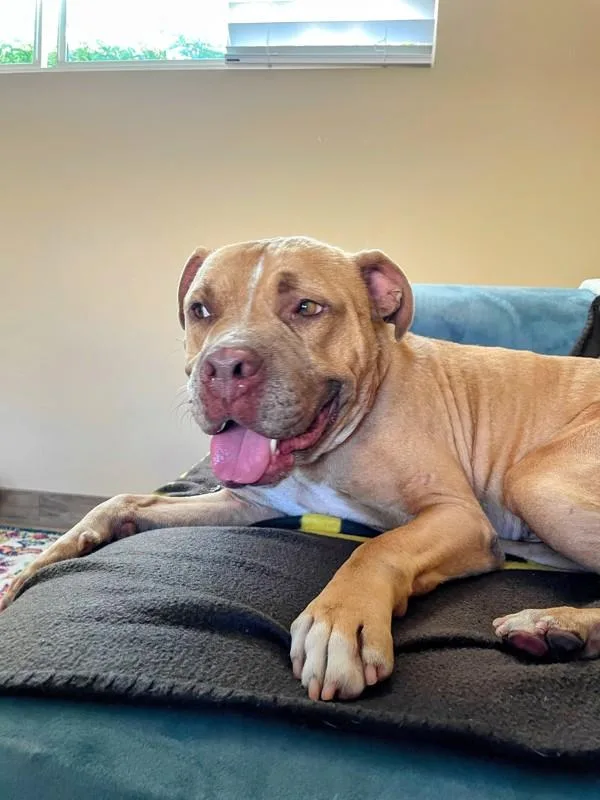 A senior large-sized male Pit Bull Terrier dog named Toast for adoption in Oceanside, CA