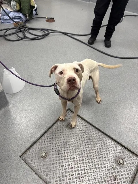 An adult large-sized male Pit Bull Terrier dog named Red for adoption in Indianapolis, IN