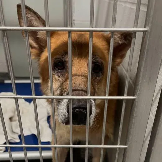 A senior large-sized male Red / Chestnut / Orange Mixed Breed dog named Sarge for adoption in Jeffersonville, IN
