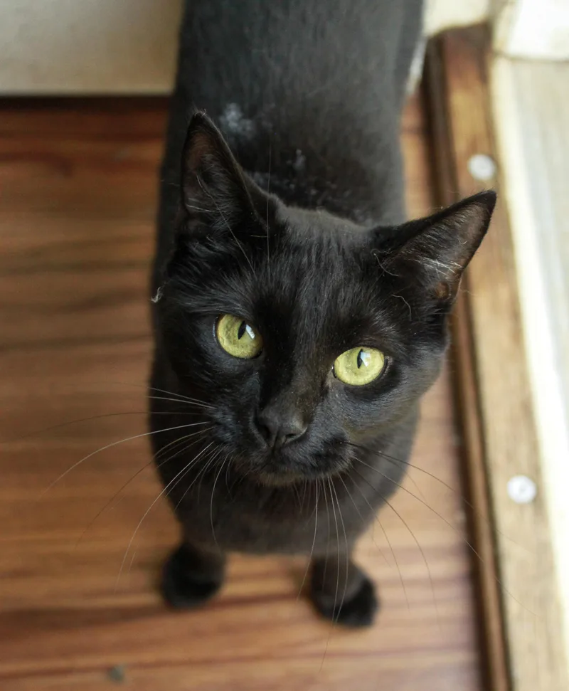 An adult medium-sized female Domestic Short Hair cat named Luna for adoption in Ona, WV