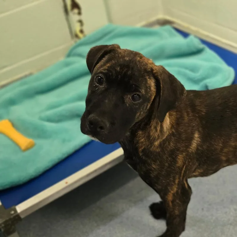A baby medium-sized female Brindle Mixed Breed dog named Bebe for adoption in East Hanover, NJ