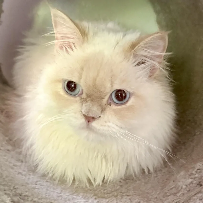 A young medium-sized male Flame Point Himalayan cat named Fabulous Fiyero Flame Pt for adoption in Woodbridge, VA