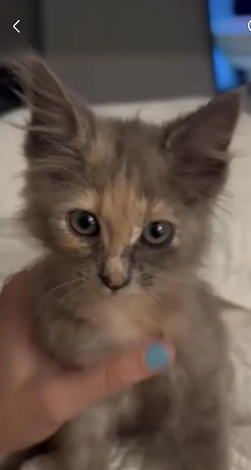 A baby small-sized female Domestic Short Hair cat named Winnie for adoption in Sneads Ferry, NC