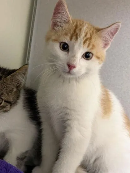 A baby small-sized male Domestic Short Hair cat named Everest for adoption in Divide, CO