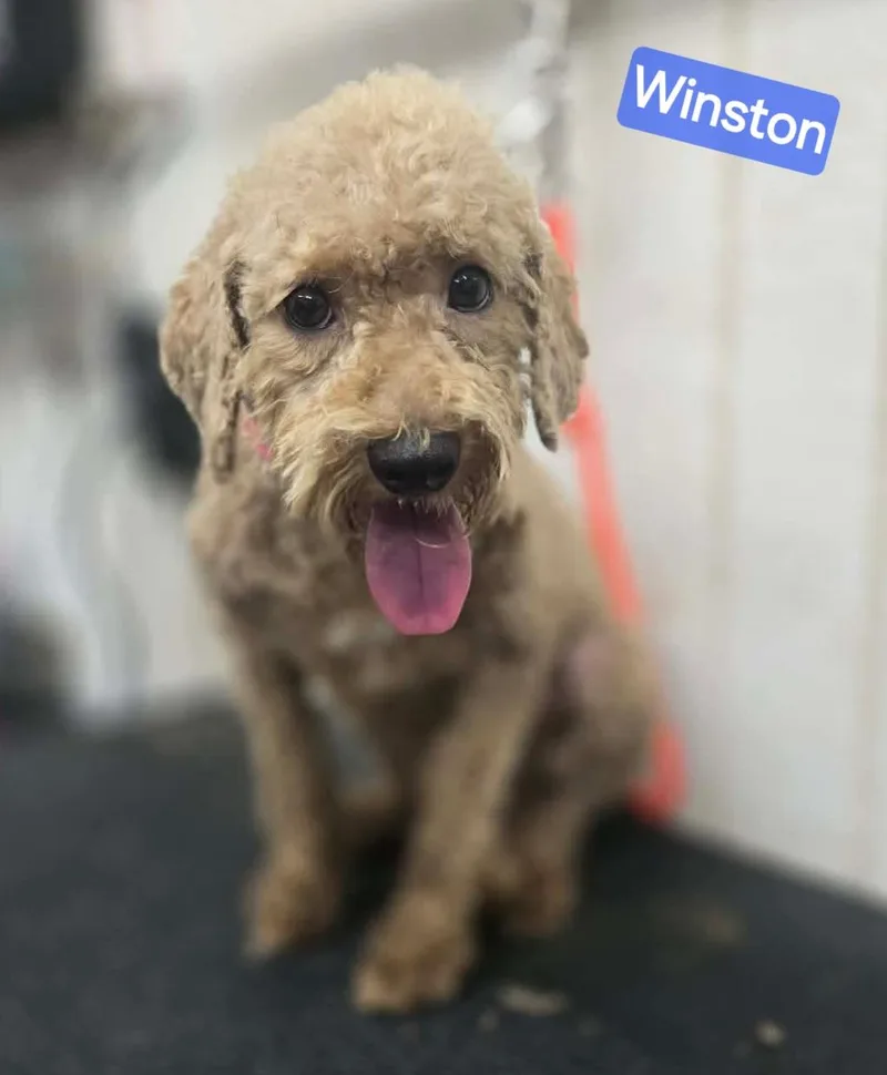 Winston