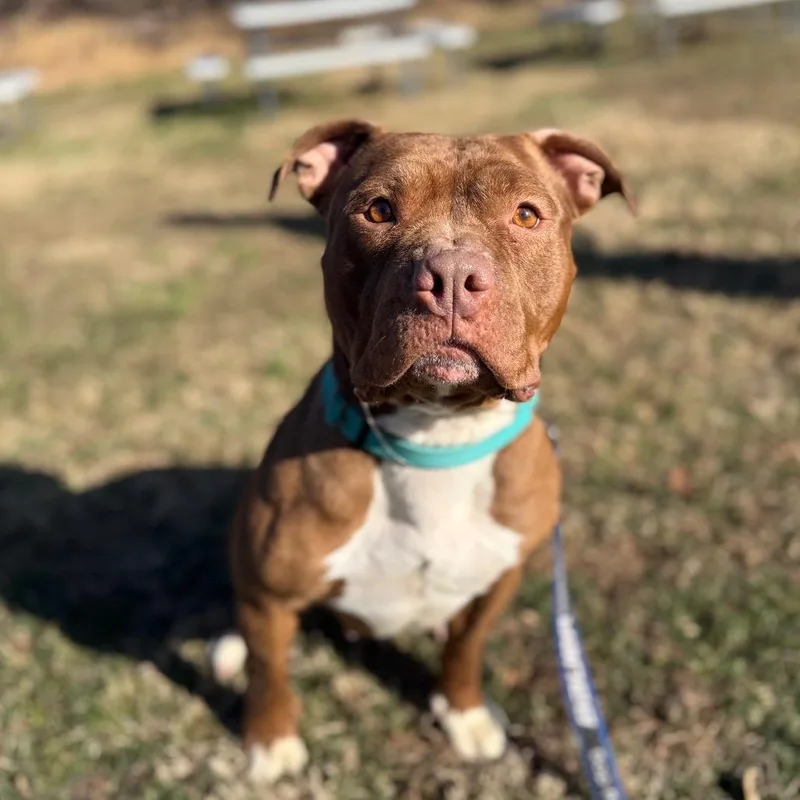 Shrimpina thumbnail 3