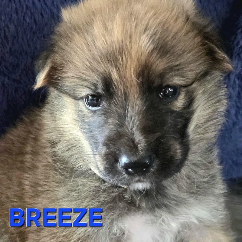 Breeze  Shepsky thumbnail 3