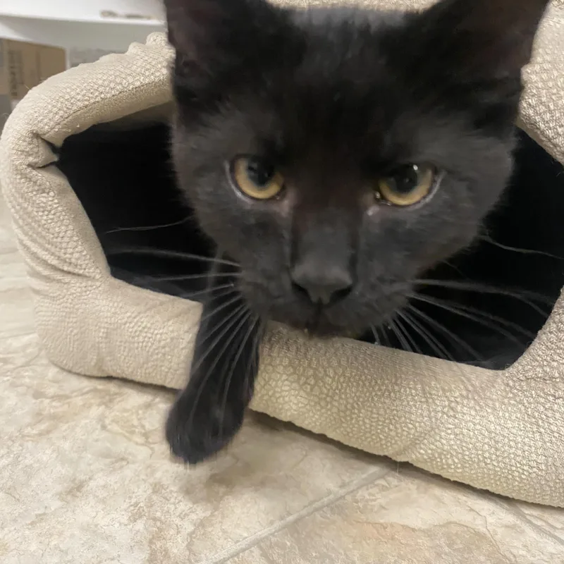 A young medium-sized male Black Domestic Short Hair cat named Chex for adoption in Belleville, MI