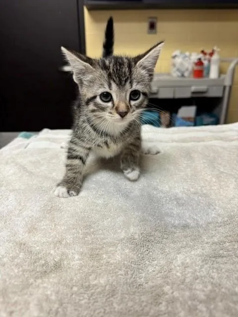 A baby medium-sized female Domestic Short Hair cat named Bast for adoption in Cookeville, TN