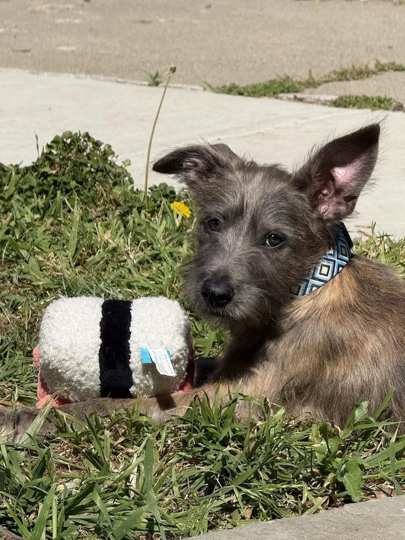 A baby medium-sized female Brindle Terrier dog named Lacey for adoption in Redwood City, CA