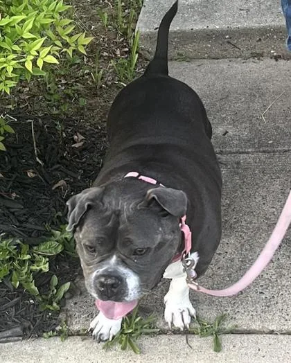 An adult large-sized female American Bulldog dog named Tina Teapot for adoption in Washington, DC