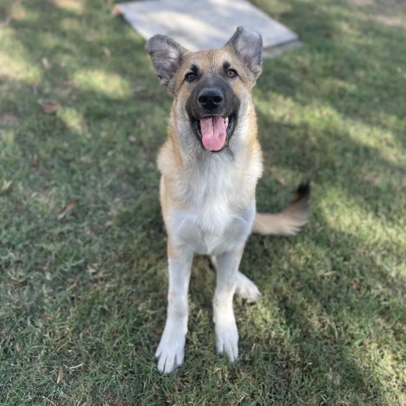 A young medium-sized male Yellow / Tan / Blond / Fawn German Shepherd Dog named Benny for adoption in Riverside, CA
