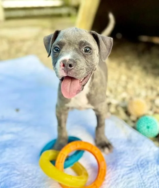A baby medium-sized male Gray / Blue / Silver Terrier dog named Leftie for adoption in Homestead, FL
