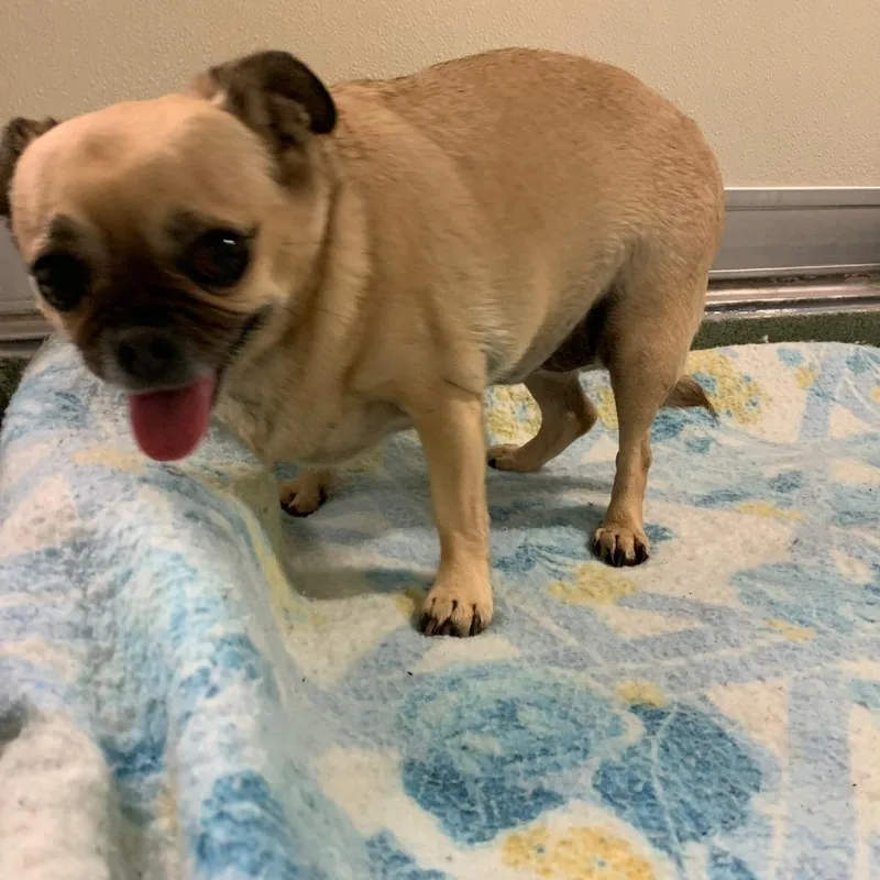 A senior small-sized female Yellow / Tan / Blond / Fawn Pug dog named Lacey for adoption in Charlottesville, VA