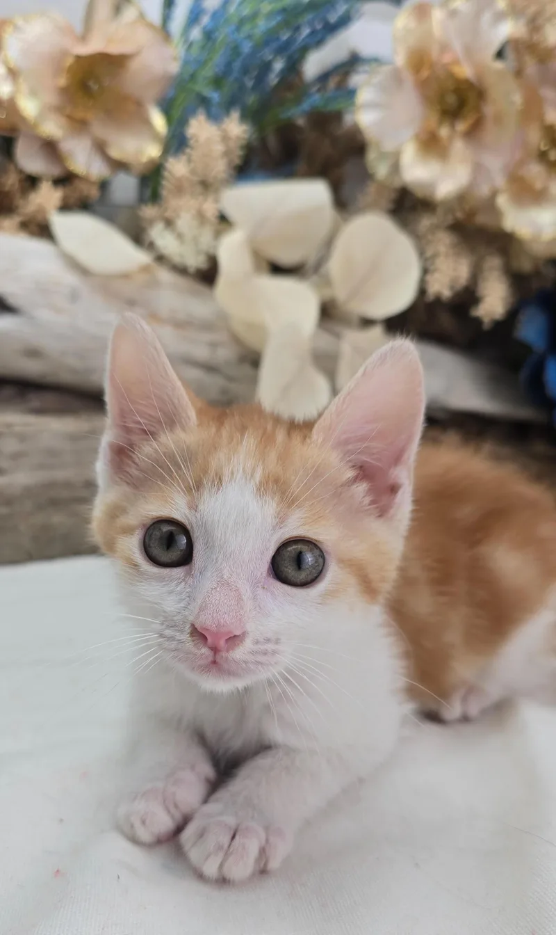 A baby small-sized male Orange & White Domestic Short Hair cat named Dakota for adoption in Ocean Springs, MS