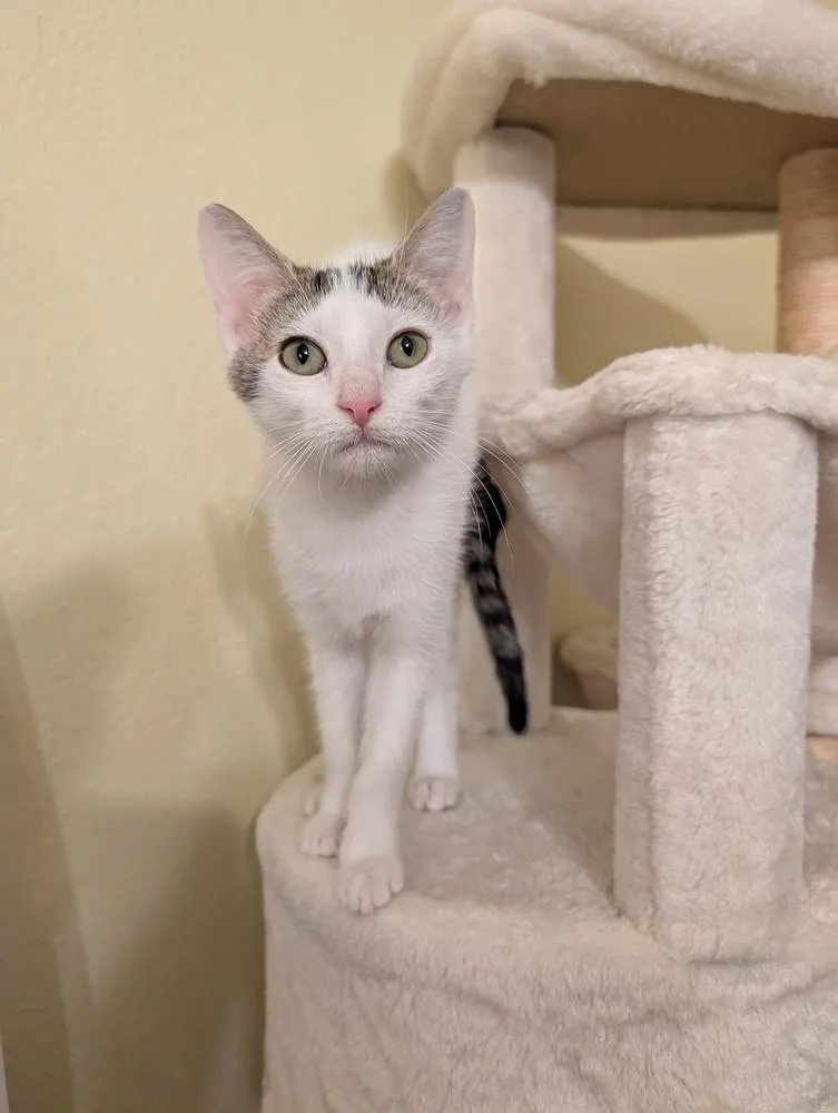 A baby small-sized female Domestic Short Hair cat named Tabitha for adoption in Dallas, TX