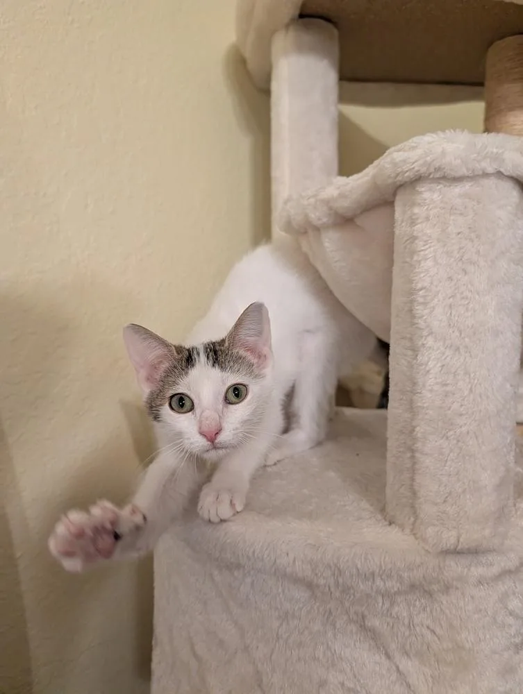 Tabitha thumbnail 2