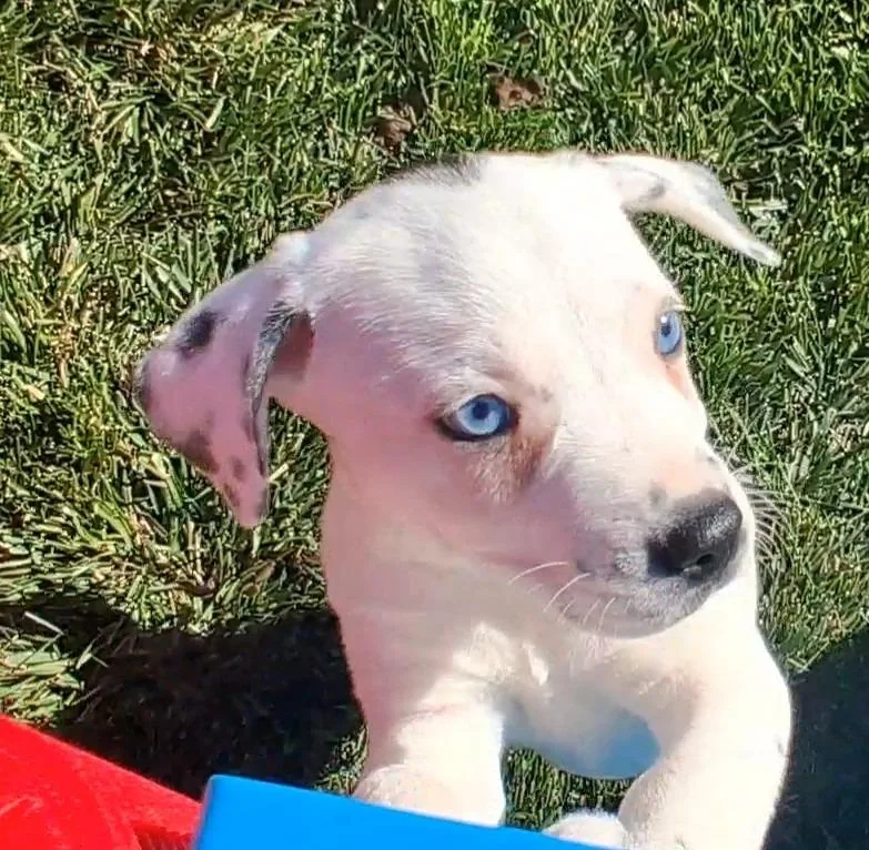 A baby medium-sized female Australian Shepherd dog named Ana for adoption in Thompson Falls, MT
