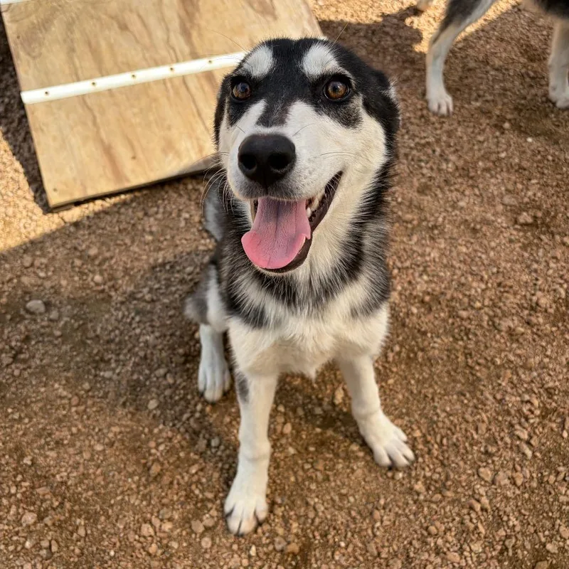 A baby medium-sized female Black Husky dog named Aspen Kcac . for adoption in Kerrville, TX