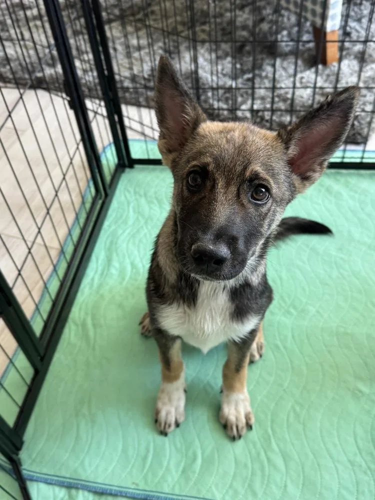 A baby medium-sized male Tricolor (Brown, Black, & White) Australian Shepherd dog named Teller for adoption in Colorado Springs, CO