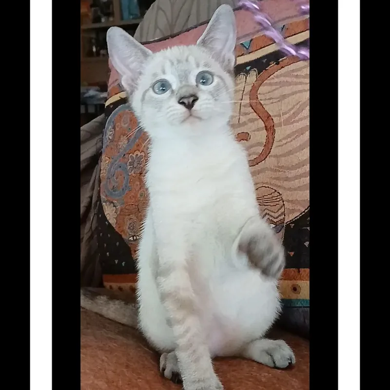 A baby small-sized male Black & White / Tuxedo Siamese cat named Ollie & Reggie BONDED for adoption in Boca Raton, FL