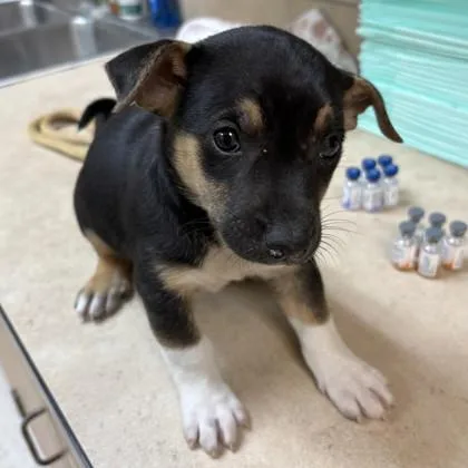 A baby small-sized male Black Chihuahua dog named Jak for adoption in Houston, TX