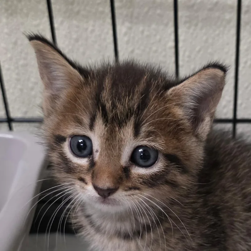 A baby small-sized female Brown / Chocolate Domestic Short Hair cat named Tia for adoption in Bronson, FL