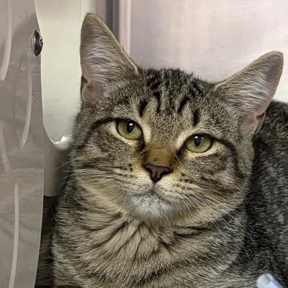 A young small-sized male Tabby (Brown / Chocolate) Domestic Short Hair cat named Rj for adoption in North Myrtle Beach, SC