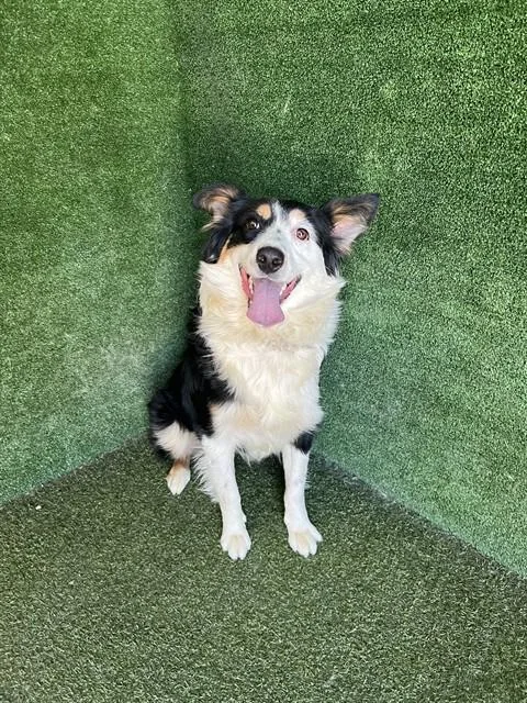 An adult medium-sized female Australian Shepherd dog named Honey Bear for adoption in Lancaster, CA