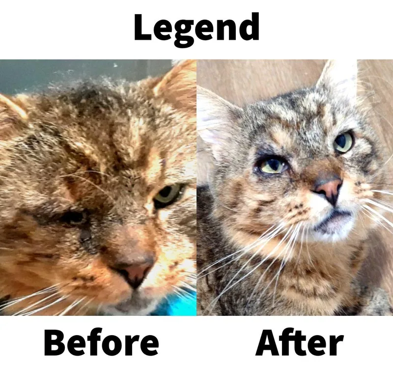 Legend thumbnail 5