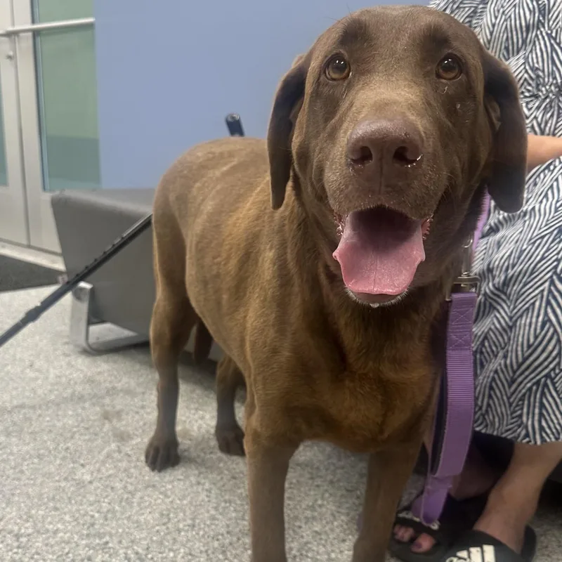 An adult large-sized female Brown / Chocolate Chocolate Labrador Retriever dog named Paris for adoption in Converse, TX