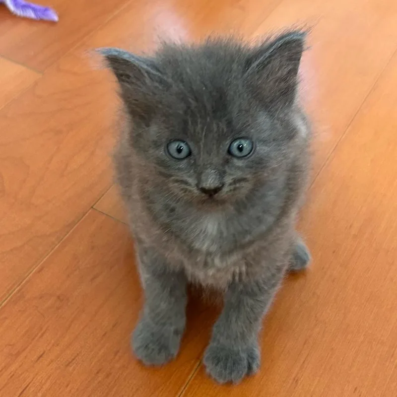 A baby small-sized male Domestic Short Hair cat named Mickey for adoption in Los Angeles, CA