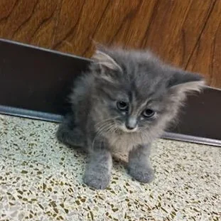 A baby medium-sized female Gray / Blue / Silver Domestic Long Hair cat named Jalepeno for adoption in Oklahoma City, OK