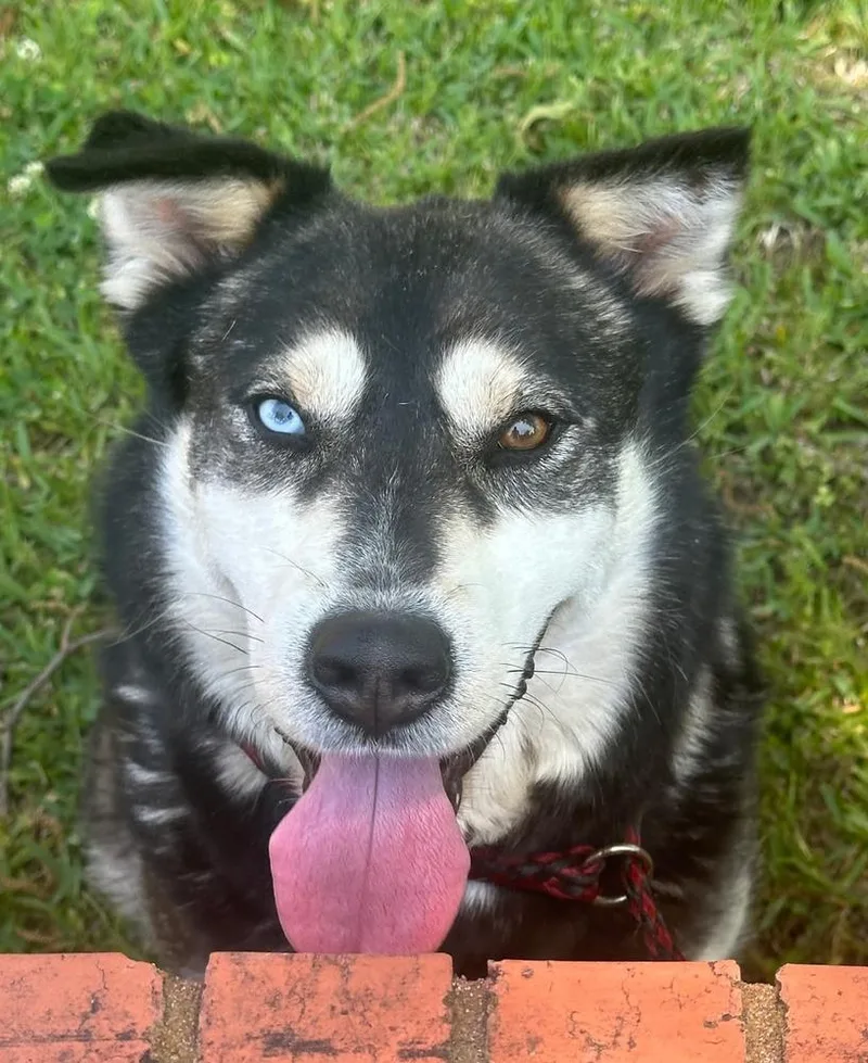 An adult large-sized female Mixed Breed dog named Scarlett for adoption in Groveland, MA