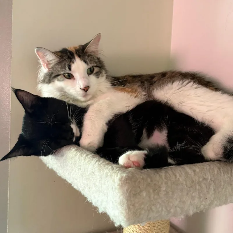 An adult large-sized female Calico Domestic Long Hair cat named Doodle Bug for adoption in Chaska, MN