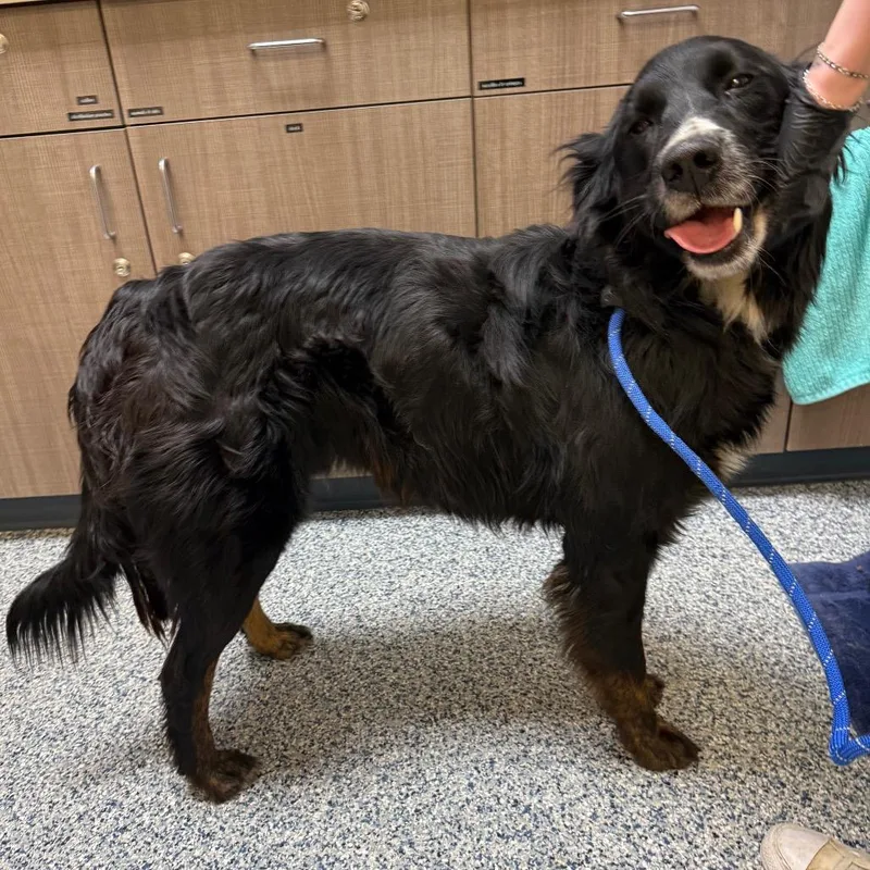 An adult medium-sized male Black Labrador Retriever dog named Feta for adoption in Great Falls, MT