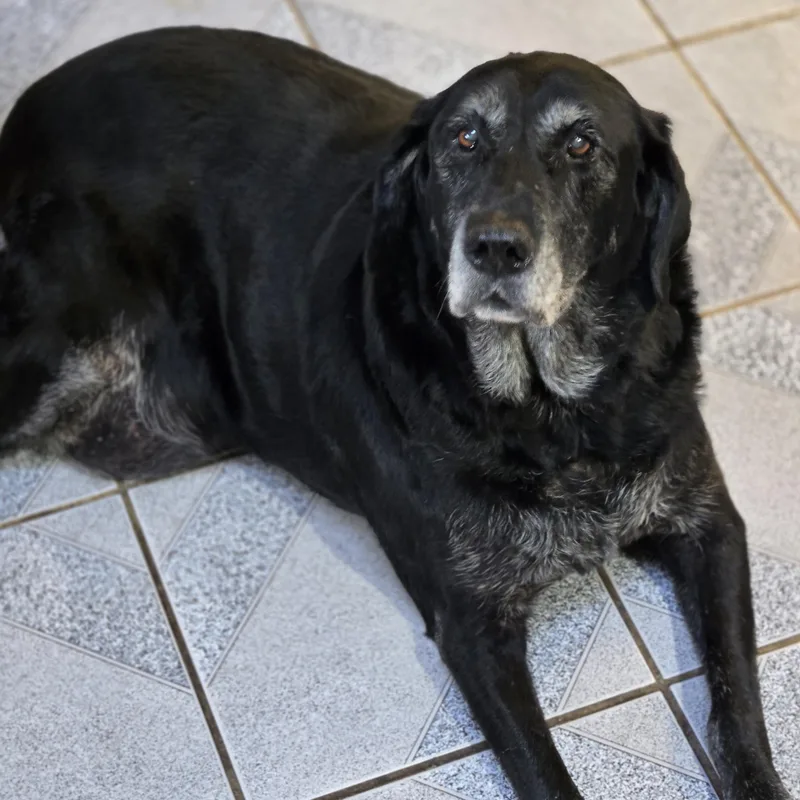 A senior large-sized female Labrador Retriever dog named Missy for adoption in Normal, IL