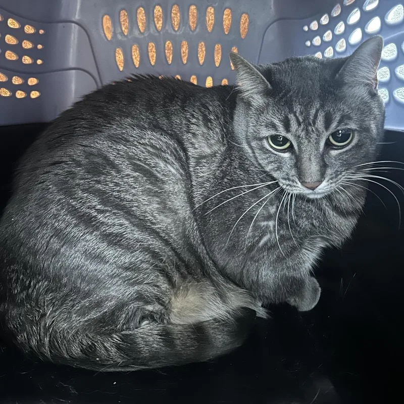 An adult extra large-sized female Gray / Blue / Silver Domestic Short Hair cat named Dakota for adoption in Weimar, CA