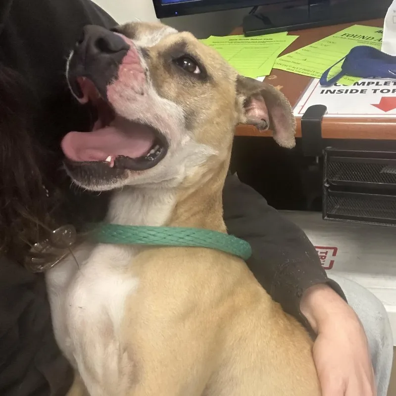 An adult medium-sized female Yellow / Tan / Blond / Fawn Mixed Breed dog named Snug Bug for adoption in Philadelphia, PA