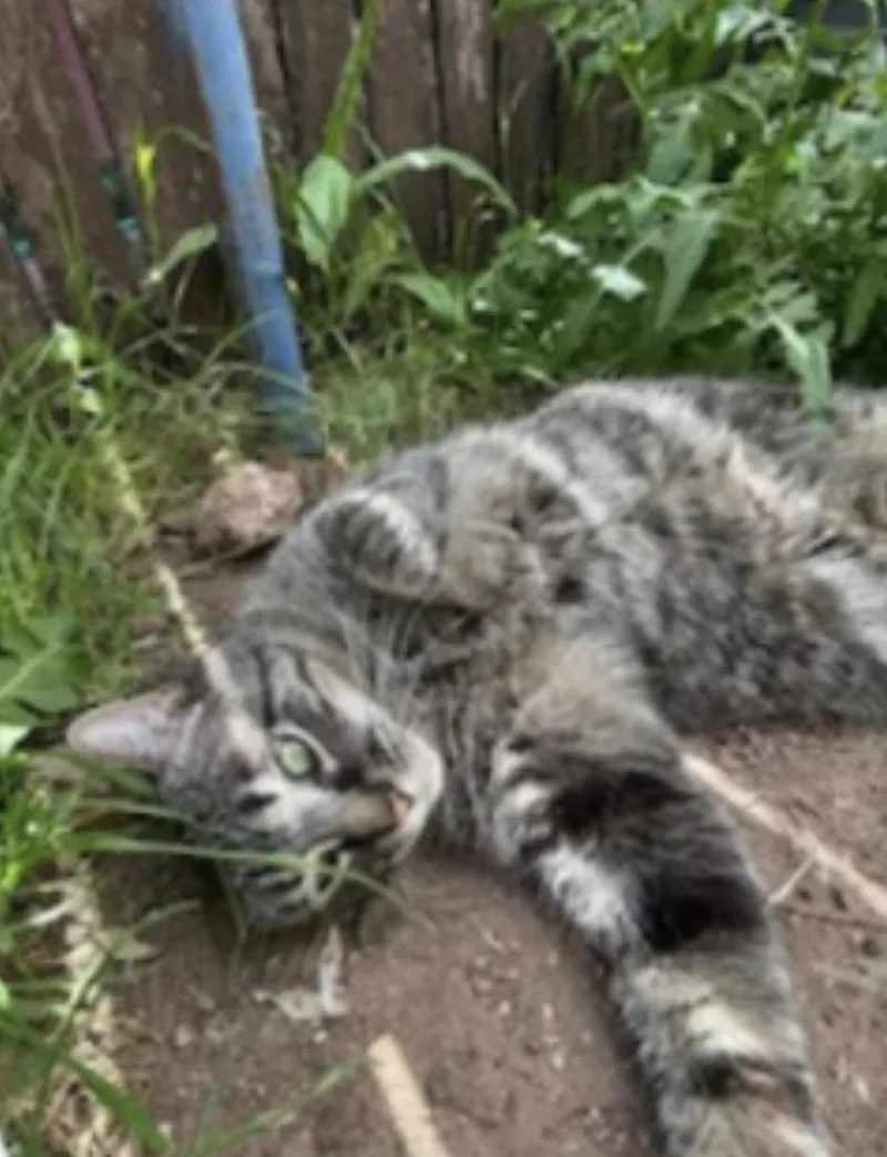An adult medium-sized male Tabby (Brown / Chocolate) Domestic Short Hair cat named Dragon for adoption in Deming, NM