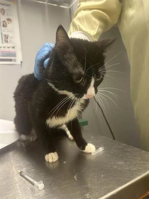 A young medium-sized male Domestic Short Hair cat named Tuxedomask for adoption in Kent, WA